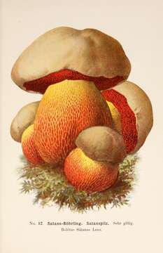 Image of Devil's bolete