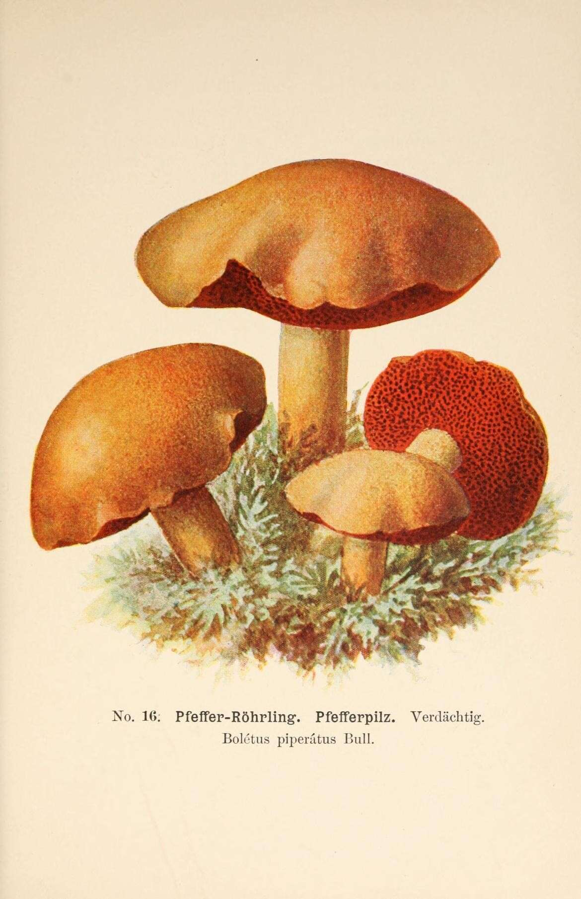 Image of Chalciporus piperatus (Bull.) Bataille 1908