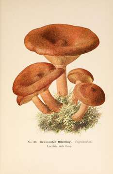 Image of Rufous Milkcap