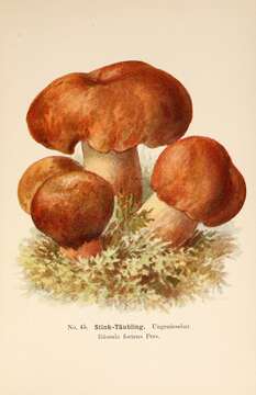 Image of Stinking Russula