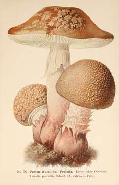 Image of Amanita rubescens Pers. 1797