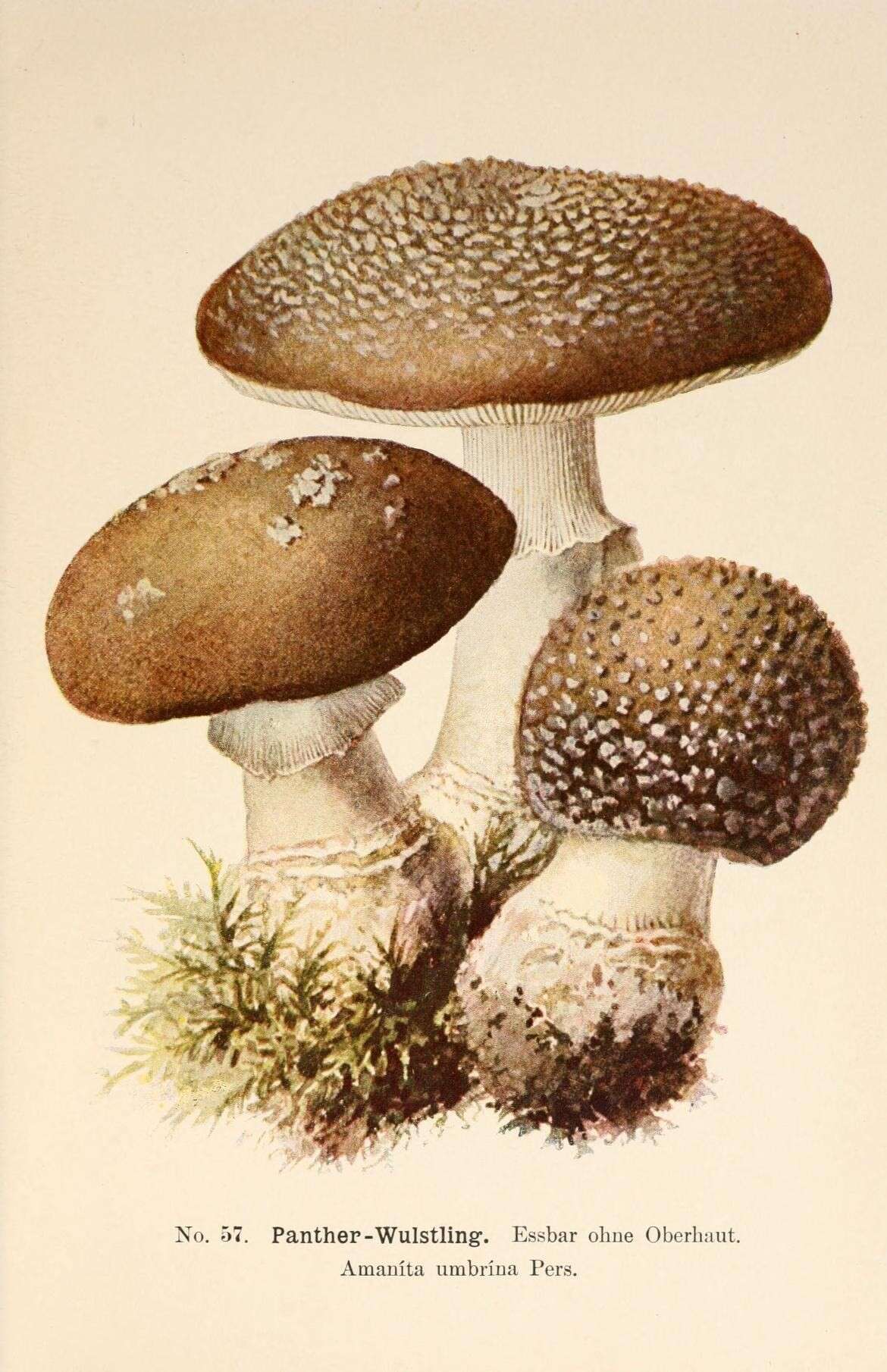 Image of Royal Fly Agaric