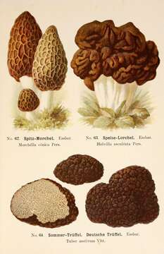 Image de Morchella esculenta (L.) Pers. 1801