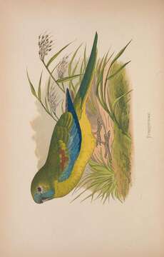 Image of Turquoise Parrot