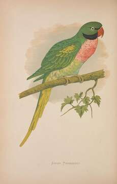 Image of Moustached Parakeet