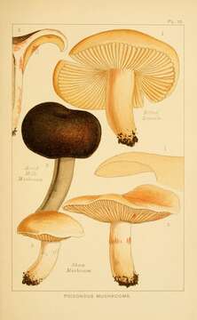 Image of Russula fellea (Fr.) Fr. 1838