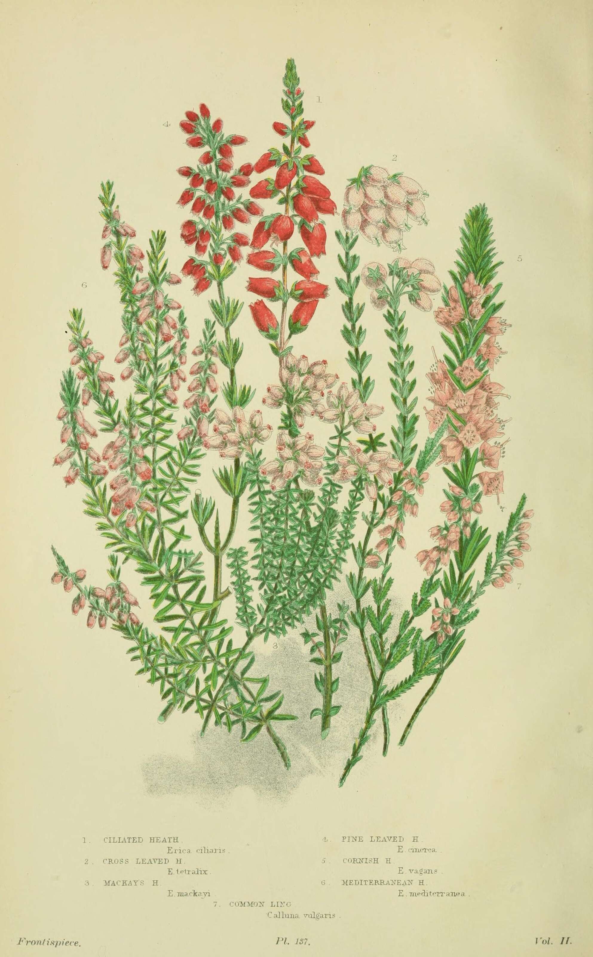 Erica tetralix L. resmi