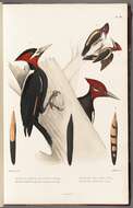 Image of Cream-backed Woodpecker