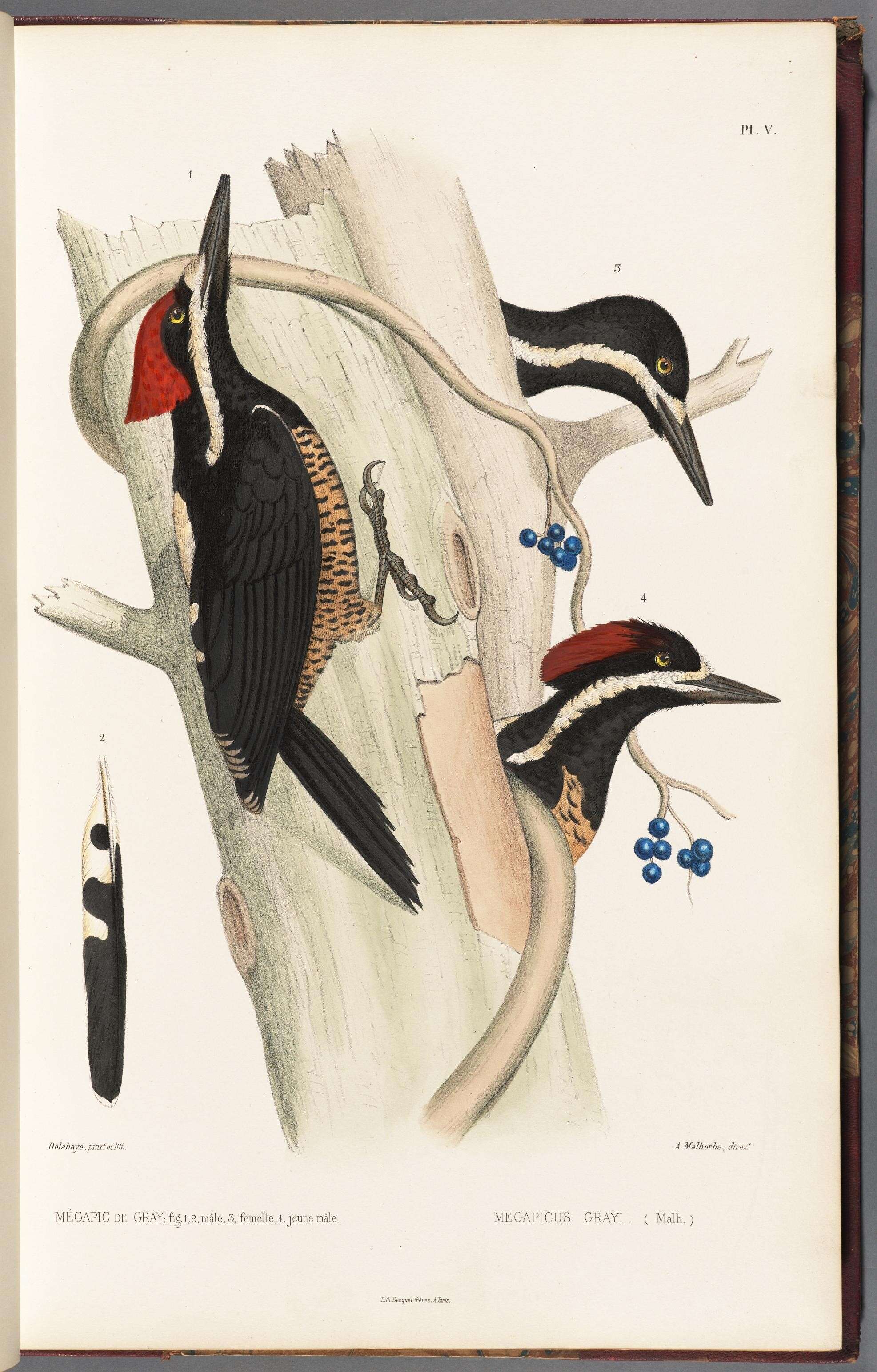 Image of Powerful Woodpecker