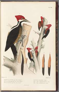 Image of Guayaquil Woodpecker