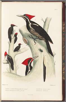 Image of Lineated Woodpecker