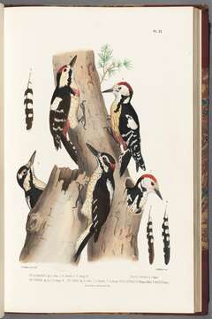 Image of Syrian Woodpecker