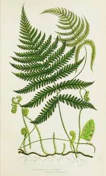 Image of Beech Fern