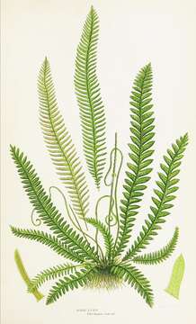 Image of hard fern