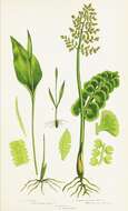 Image of common moonwort