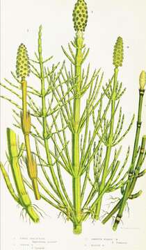 Image of field horsetail