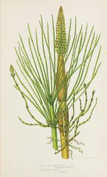 Image of Great Horsetail