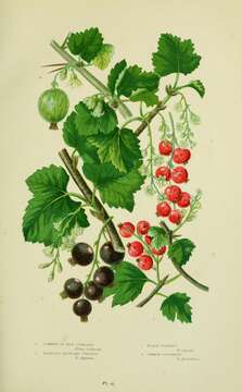 Image of Red Currant