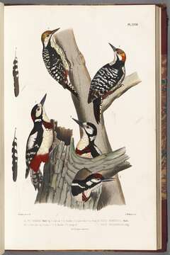 Image of Great Spotted Woodpecker