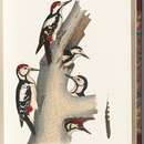 Image of Sind Woodpecker