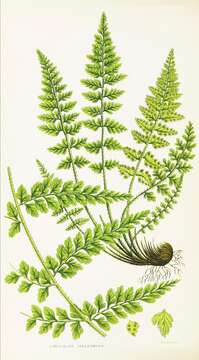 Image de Asplenium sulcatum Lam.