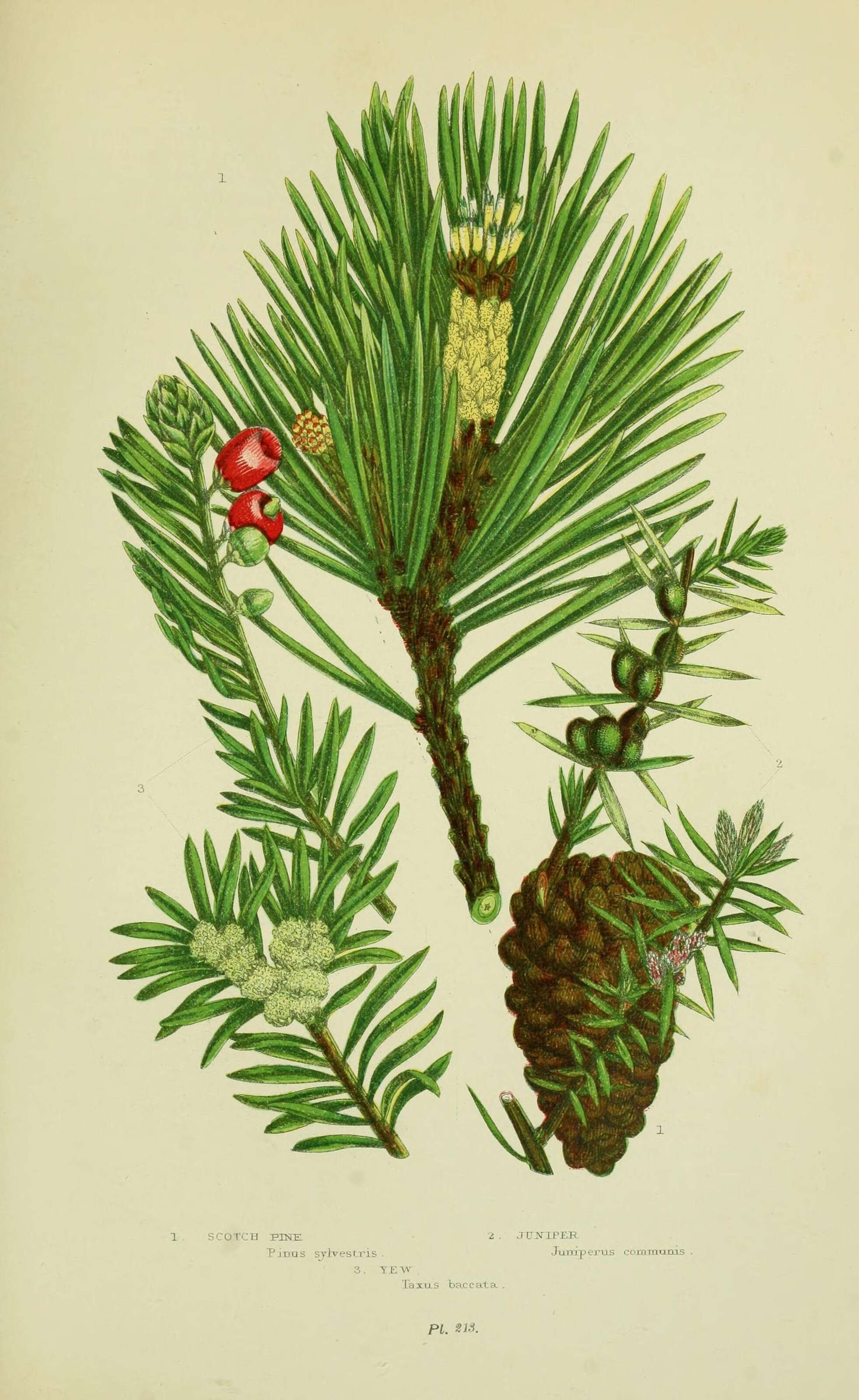 Image of Scotch Pine