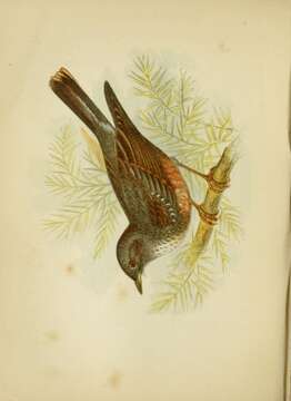 Image of Alpine Accentor