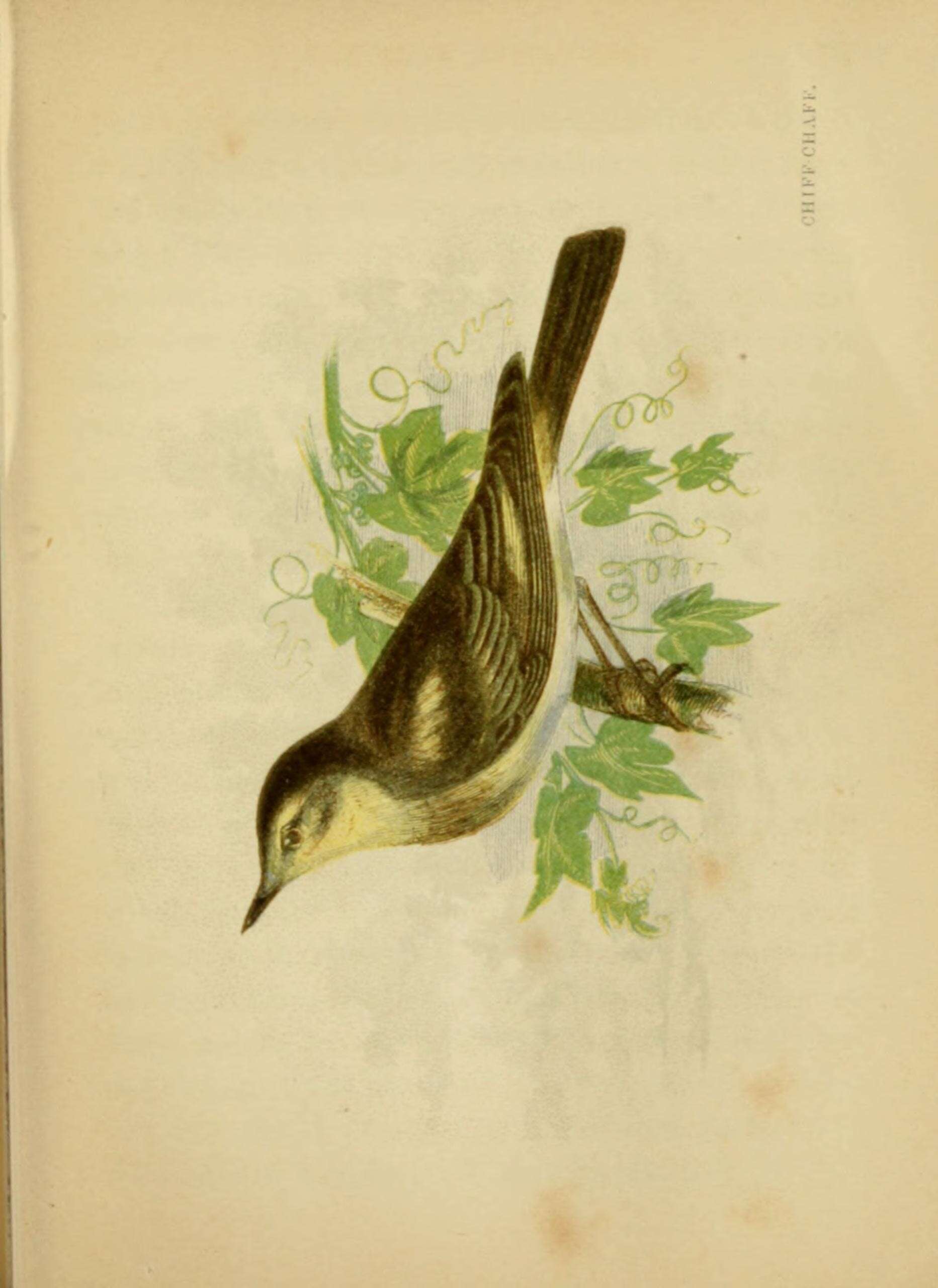 Image of Common Chiffchaff