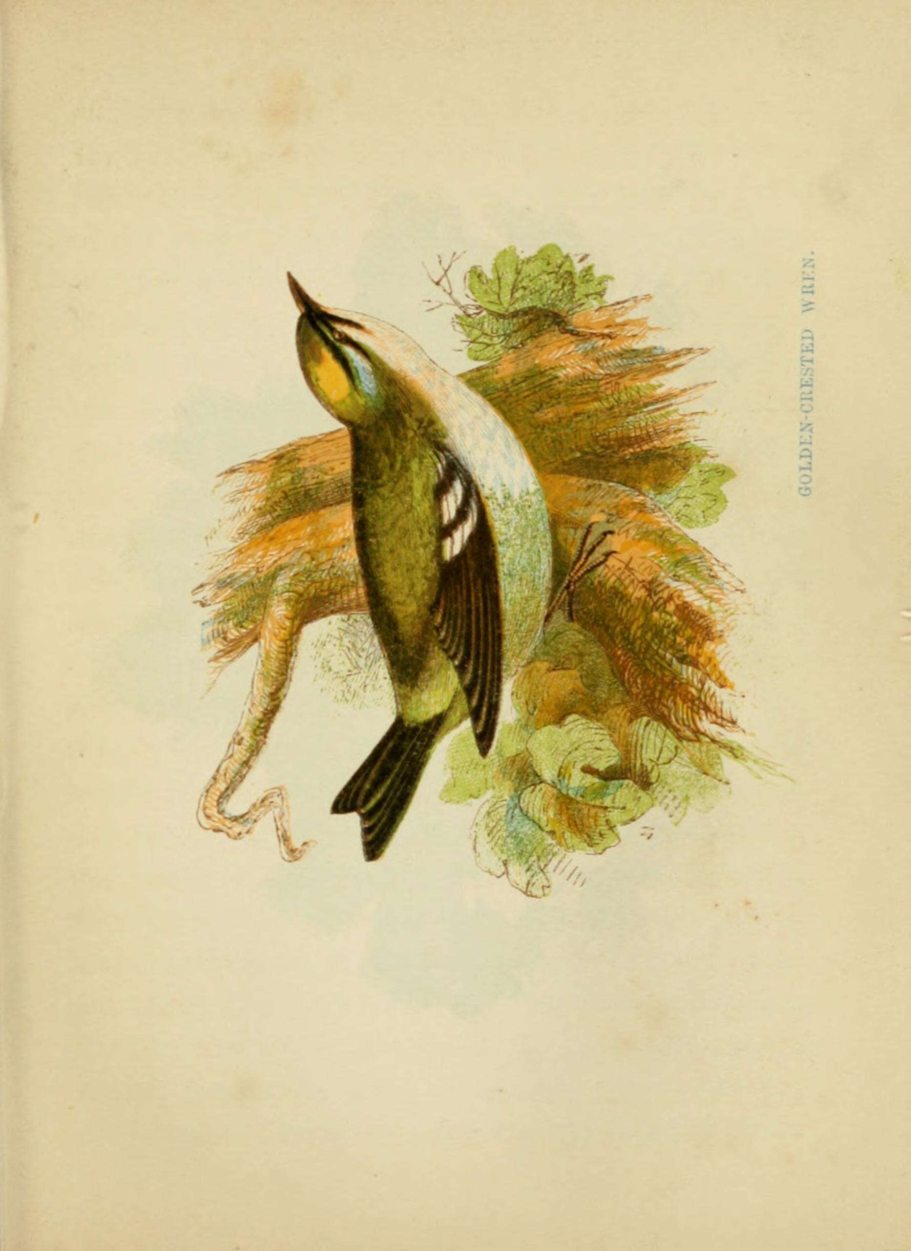 Image of Goldcrest