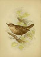 Image of Eurasian Wren