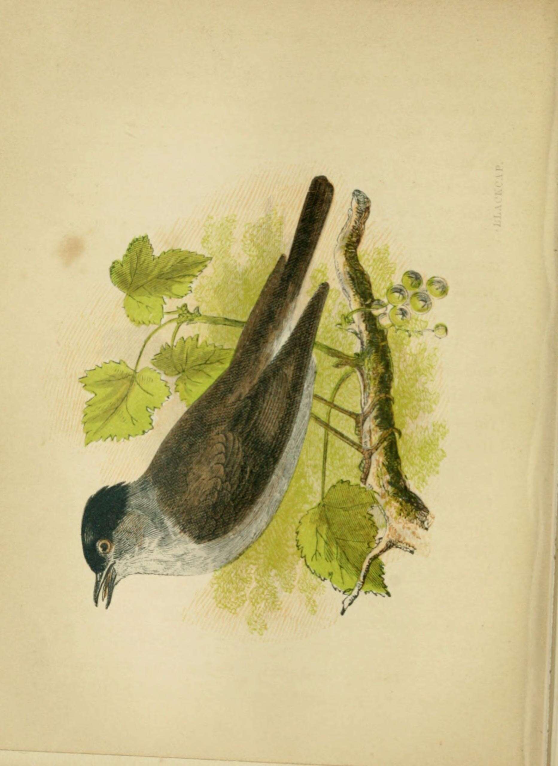 Image of Blackcap