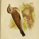 Image of <i>Alauda arborea</i>