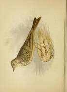 Anthus petrosus (Montagu 1798) resmi