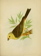 Image of Yellowhammer