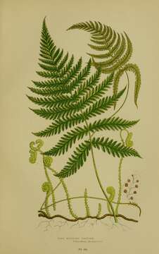 Image of Beech Fern