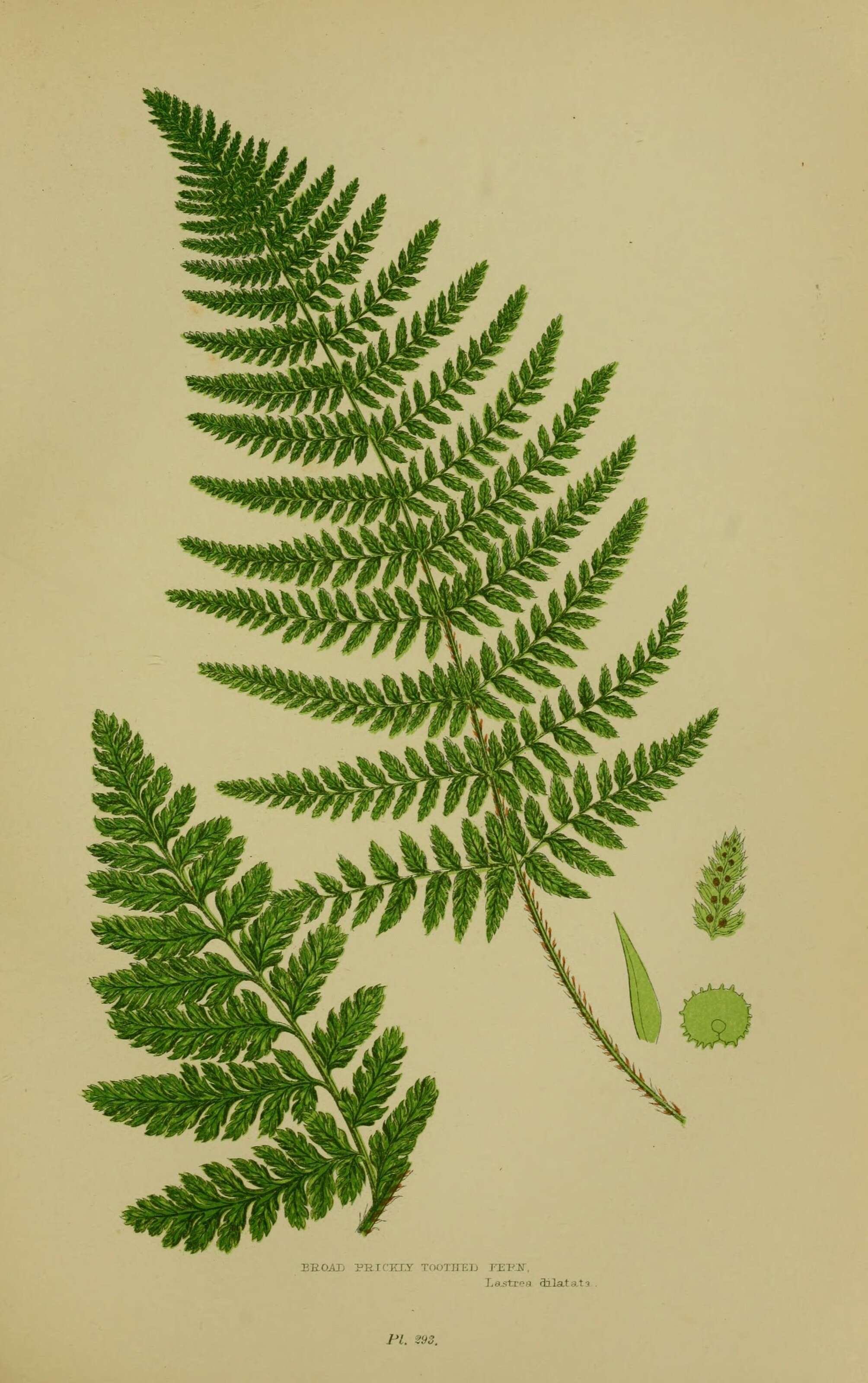 Dryopteris dilatata (Hoffm.) A. Gray resmi