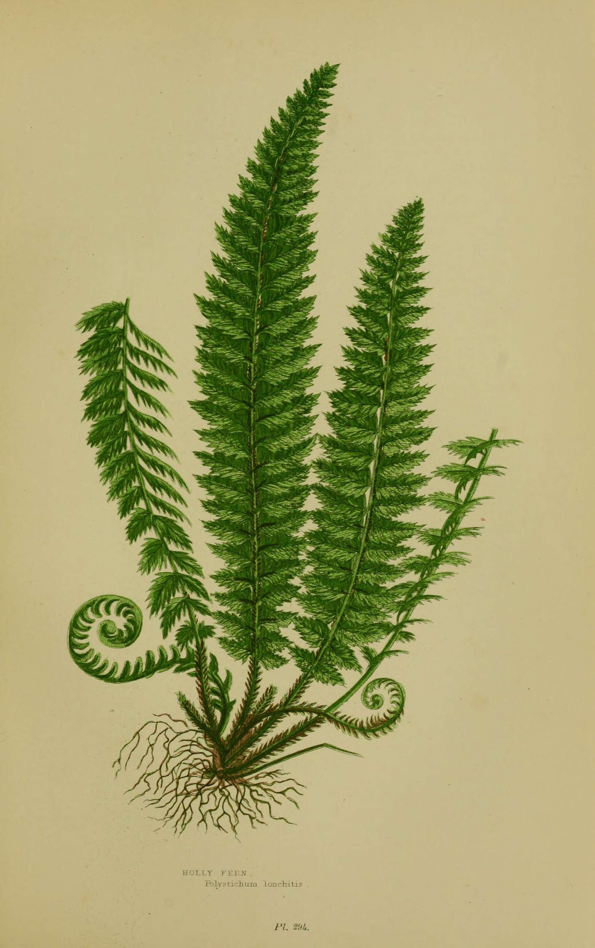 Слика од Polystichum lonchitis (L.) Roth