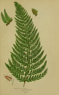 Polystichum aculeatum (L.) Roth resmi