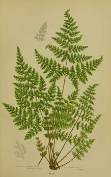 Image of mountain bladderfern