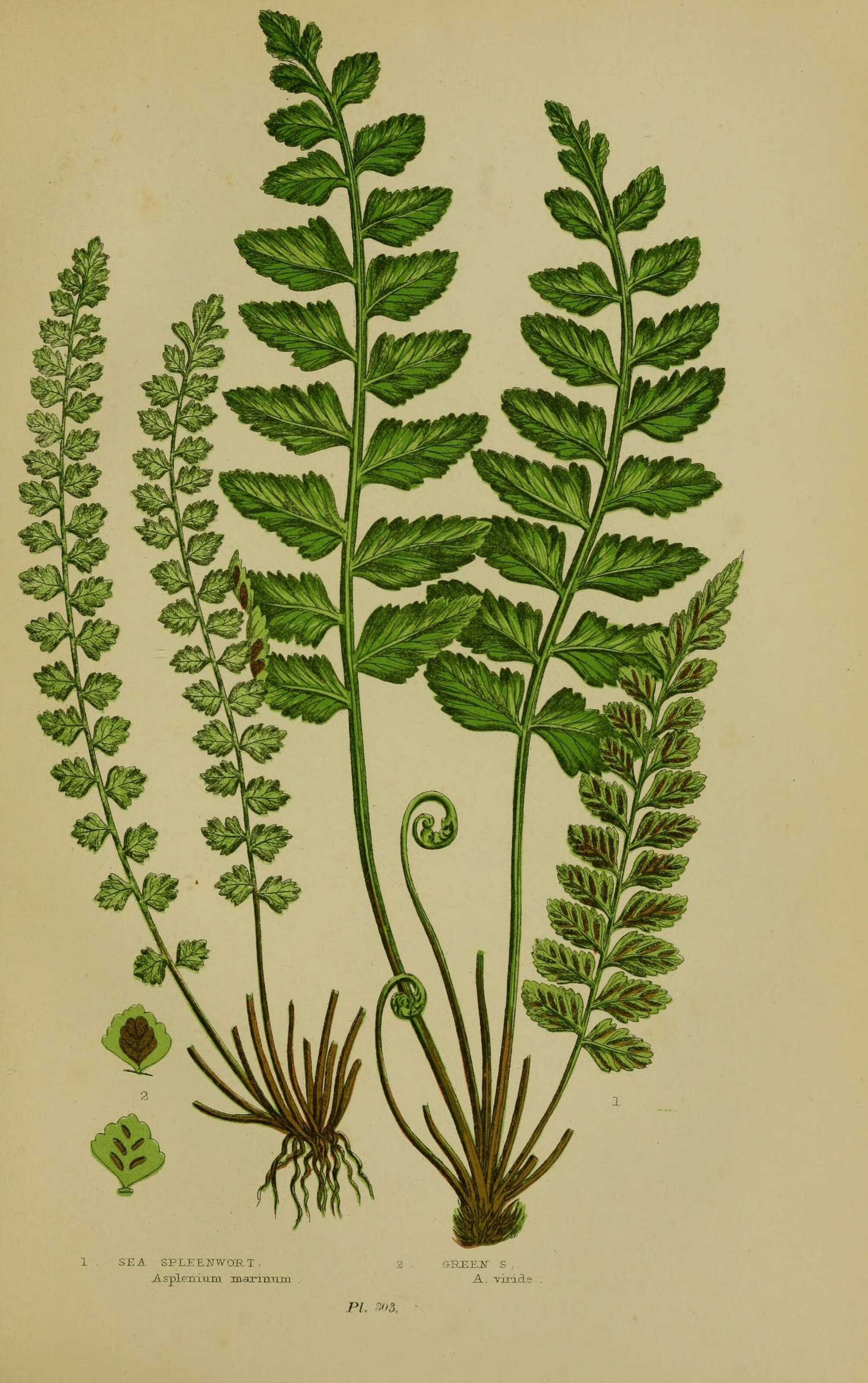 Image of Asplenium marinum L.