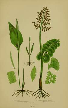 Image of common moonwort