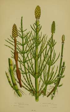 Image of field horsetail