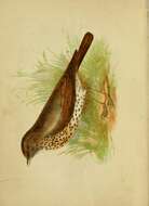 Image of Song Thrush