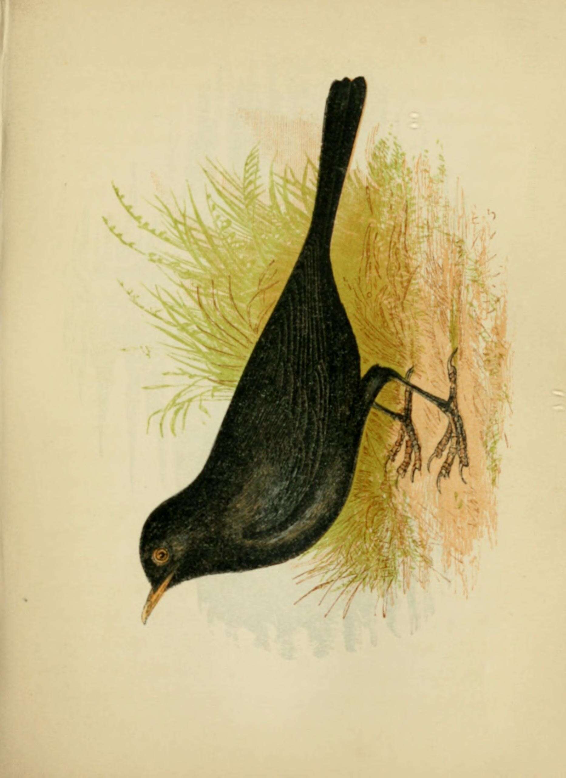 Image of Blackbird