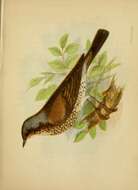 Image of Fieldfare