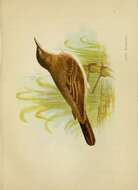 Image of Eurasian Reed Warbler
