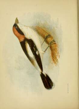 Image of Woodchat Shrike