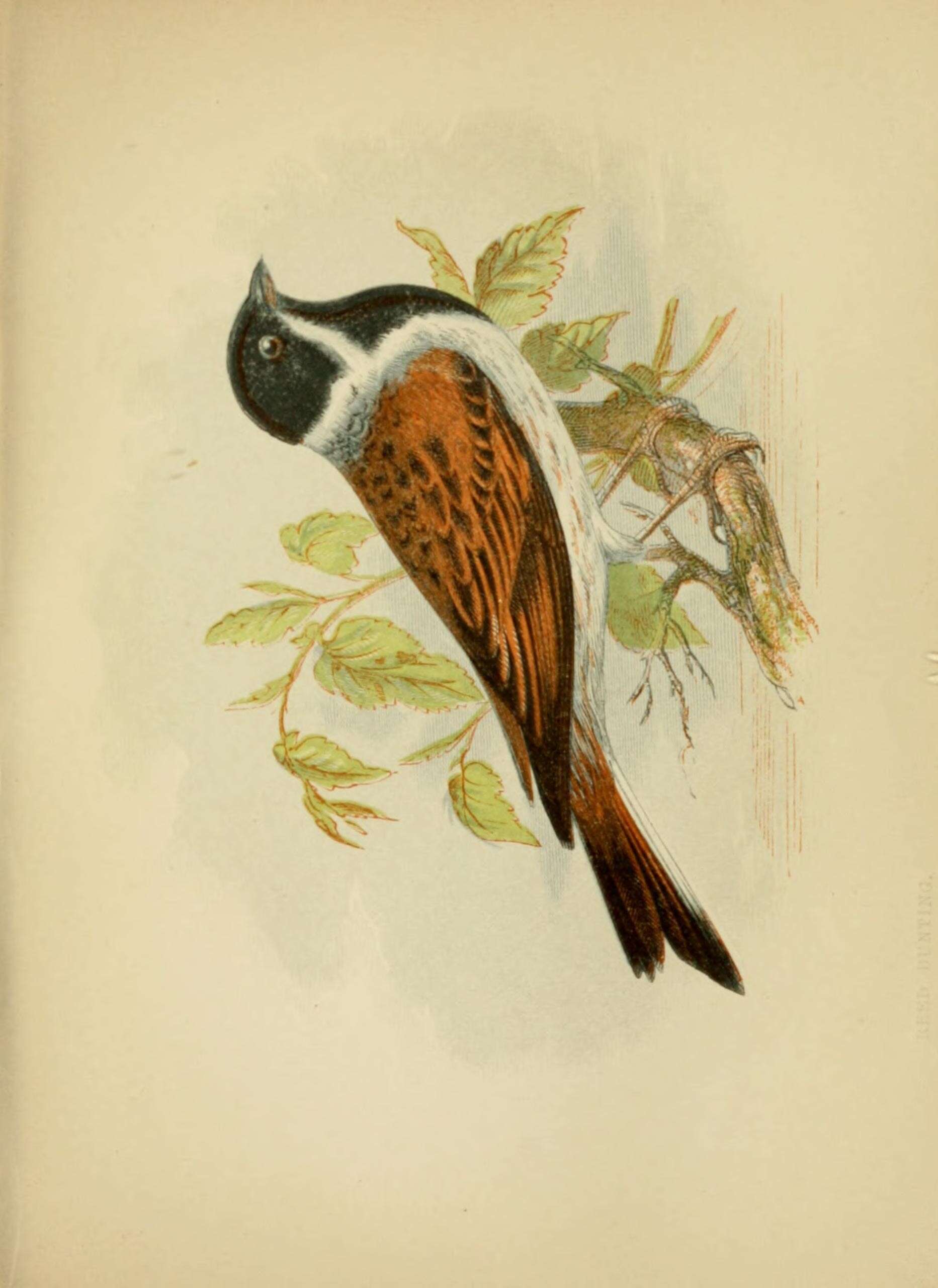 Image of Common Reed Bunting