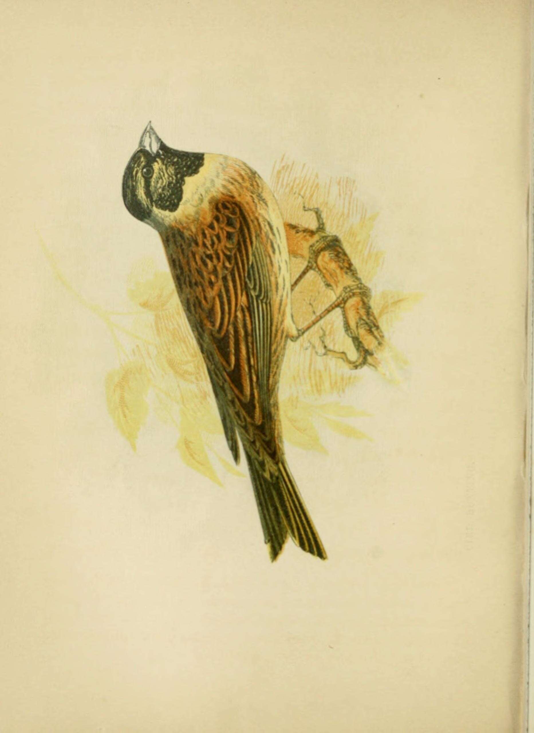 Image of Cirl Bunting