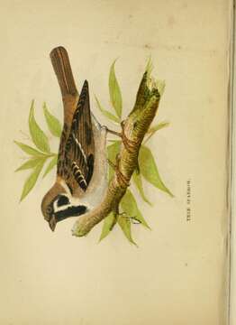 Image of Eurasian Tree Sparrow